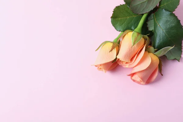 Nádherné čerstvé růžové růže na bílém pozadí, pohled shora — Stock fotografie