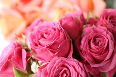 Arka plan olarak güzel taze pembe güller, closeup