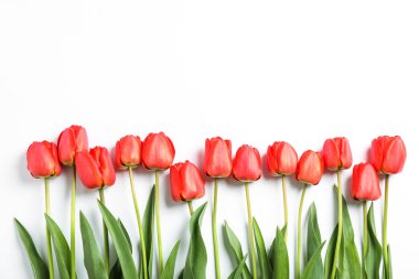 Beyaz arka plan üzerinde yeşil yaprakları ile birçok güzel kırmızı lale,