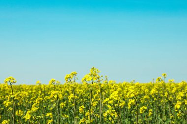 Mavi gökyüzüne karşı kolza alanı, metin için alan. Güzel spr