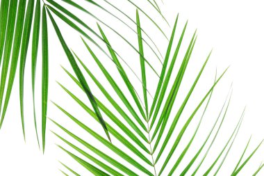 Güzel palmiye beyaz arka plan, closeup izole yaprakları. Exo