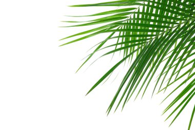 Güzel palmiye beyaz arka plan, closeup izole yaprakları. Exo