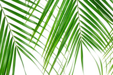 Güzel palmiye beyaz arka plan, closeup izole yaprakları. Exo