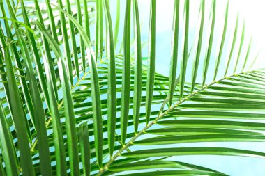 Güzel palmiye açık arka plan, closeup yaprakları. Egzotik bitki