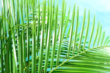 Güzel palmiye açık arka plan, closeup yaprakları. Egzotik bitki