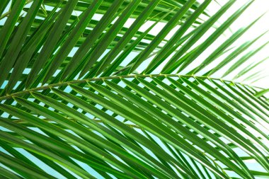 Güzel palmiye açık arka plan, closeup yaprakları. Egzotik bitki