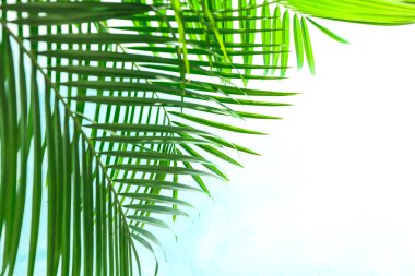 Güzel palmiye açık arka plan, closeup ve alan üzerinde yaprakları