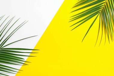 Güzel palmiye yaprakları iki ton arka plan, üst görünüm ve boşluk