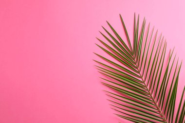 Renk arka plan üzerinde güzel palmiye yaprağı, üst görünüm ve alan için 