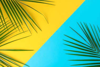 Güzel palmiye yaprakları iki ton arka plan, üst görünüm ve boşluk