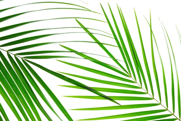 Красивые пальмовые листья выделены на белом фоне, крупным планом. Exo — стоковое фото