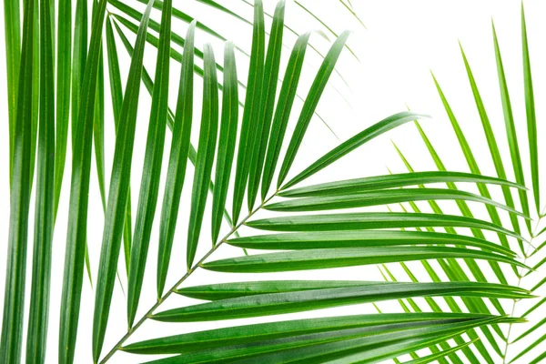 Красивые пальмовые листья выделены на белом фоне, крупным планом. Exo — стоковое фото