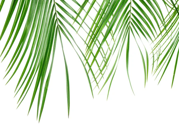 Beautiful palm leaves isolated on white background, closeup. Exo — Stock Photo, Image