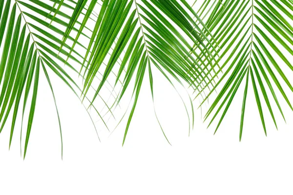 Belle foglie di palma isolate su sfondo bianco. Impianto esotico — Foto Stock