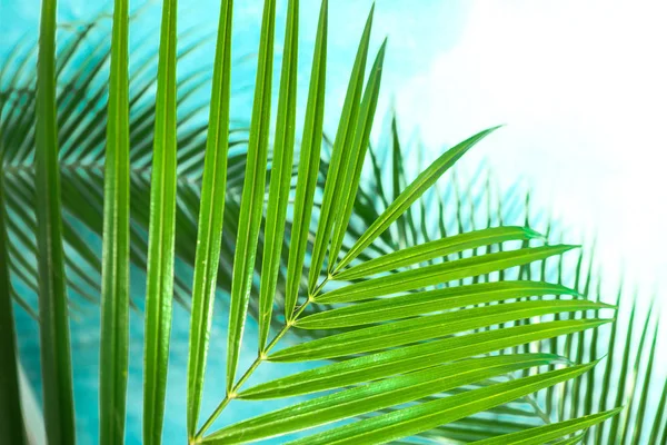 Hermosas hojas de palma sobre fondo de color, primer plano. Planta exótica — Foto de Stock