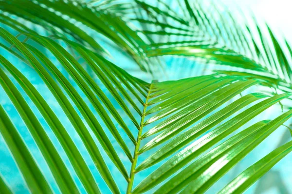 Hermosas hojas de palma sobre fondo de color, primer plano. Planta exótica — Foto de Stock