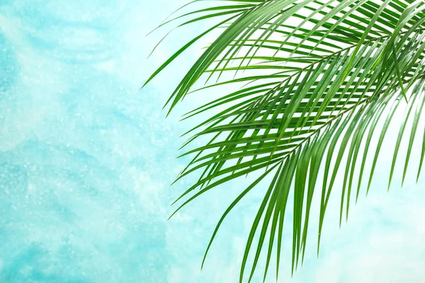 Beautiful palm leaves on light background, space for text. Exoti — Stock Photo, Image
