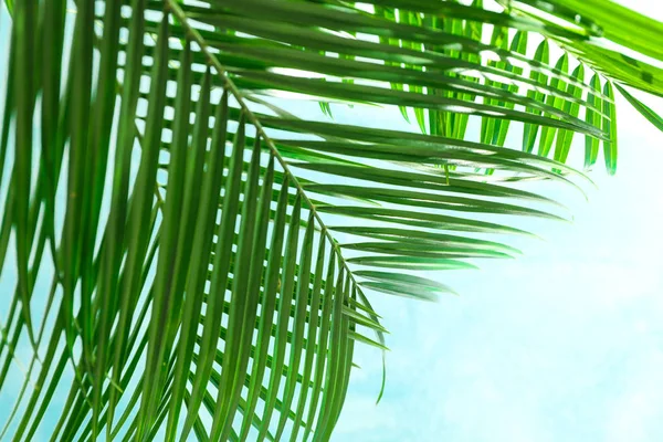 Красивые пальмовые листья на светлом фоне, крупный план и пространство для — стоковое фото