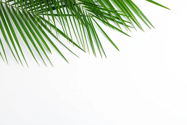 Beautiful palm leaves on white background, top view and space fo — Stock Photo, Image