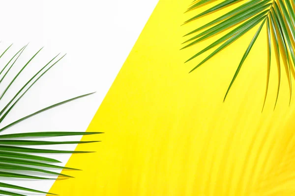 Beautiful palm leaves on two tone background, top view and space — Stock Photo, Image