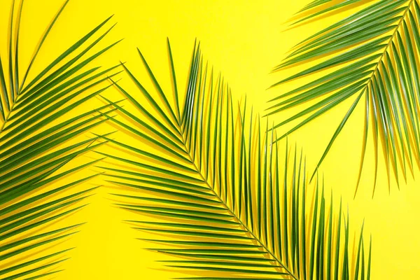 Schöne Palmblätter auf farbigem Hintergrund, Draufsicht. Exotischer Plan — Stockfoto