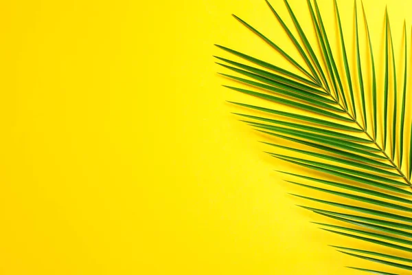 Schönes Palmblatt auf farbigem Hintergrund, Draufsicht und Platz für — Stockfoto