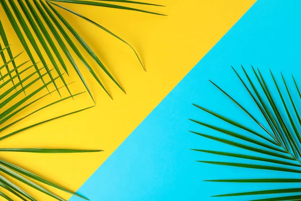 Schöne Palmblätter auf zweifarbigem Hintergrund, Draufsicht und Platz — Stockfoto