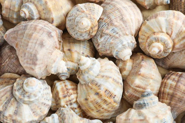 Molte conchiglie come sfondo, spazio per testo e primo piano — Foto Stock