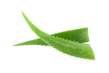 Aloe vera taze yaprakları beyaz arka plan üzerinde izole. Tedavi p
