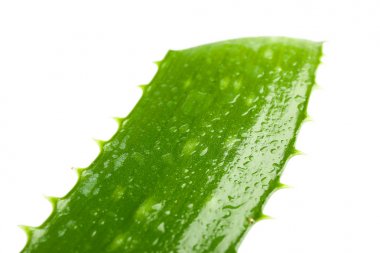 Aloe vera taze yaprak beyaz arka plan, closeup izole. Trea