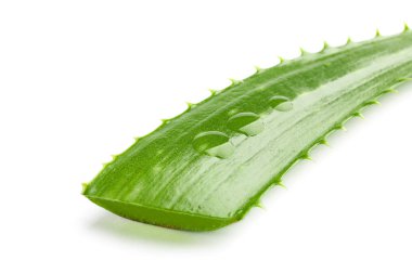 Aloe vera taze yaprak beyaz arka plan, closeup izole. Trea