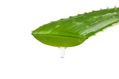 Aloe vera taze yaprak beyaz arka plan, closeup izole. Trea