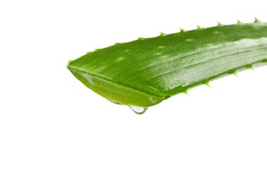 Aloe vera taze yaprak beyaz arka plan, closeup izole. Trea