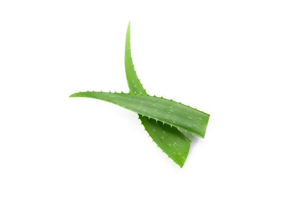Aloe vera fresh leaves isolated on white background. Treatment p — Stock Photo, Image