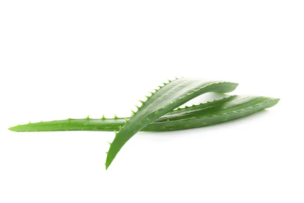 Aloe vera folhas frescas isoladas sobre fundo branco. Tratamento p — Fotografia de Stock