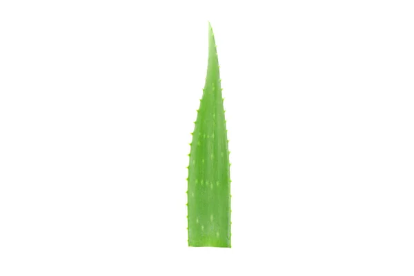 Hoja fresca de aloe vera aislada sobre fondo blanco. Tratamiento pla —  Fotos de Stock