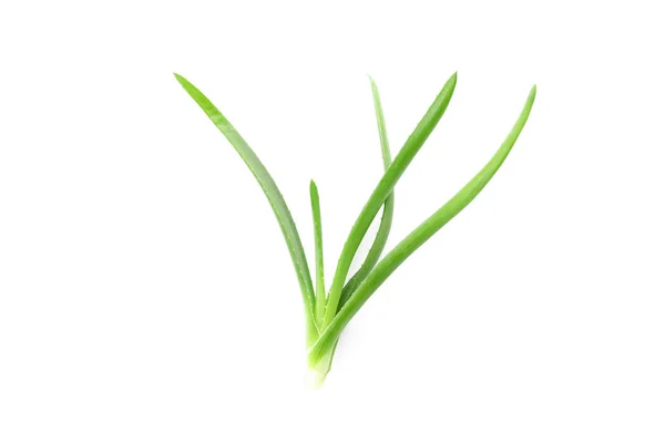 Aloe Vera Pflanze isoliert auf weißem Hintergrund. Natürliche Behandlung — Stockfoto