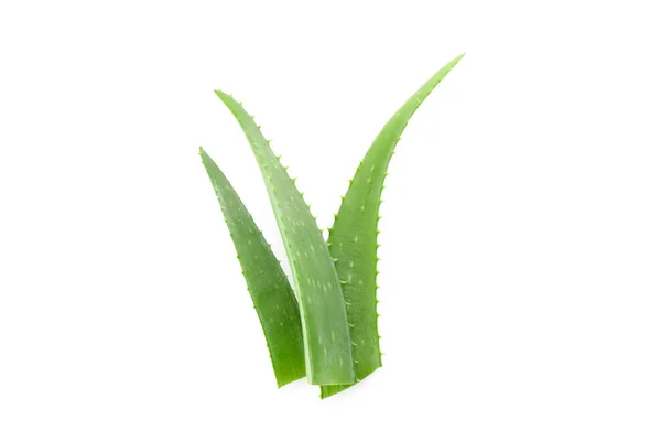 Φρέσκα φύλλα Aloe Vera απομονωμένα σε λευκό φόντο. Θεραπεία p — Φωτογραφία Αρχείου