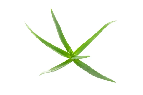 Aloe vera planta isolada sobre fundo branco. Tratamento natural — Fotografia de Stock