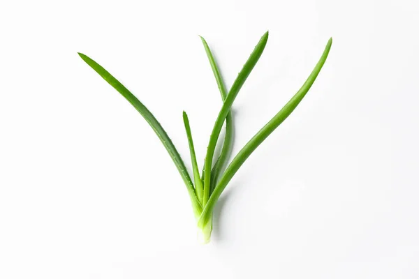 Aloe vera planta sobre fundo branco, espaço para texto. Eixo natural — Fotografia de Stock