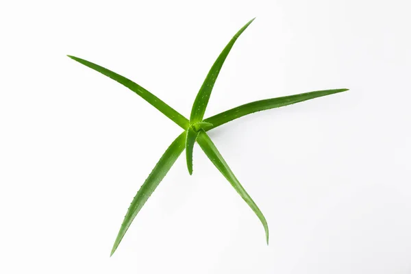 Aloe vera planta sobre fundo branco, vista superior e espaço para texto — Fotografia de Stock