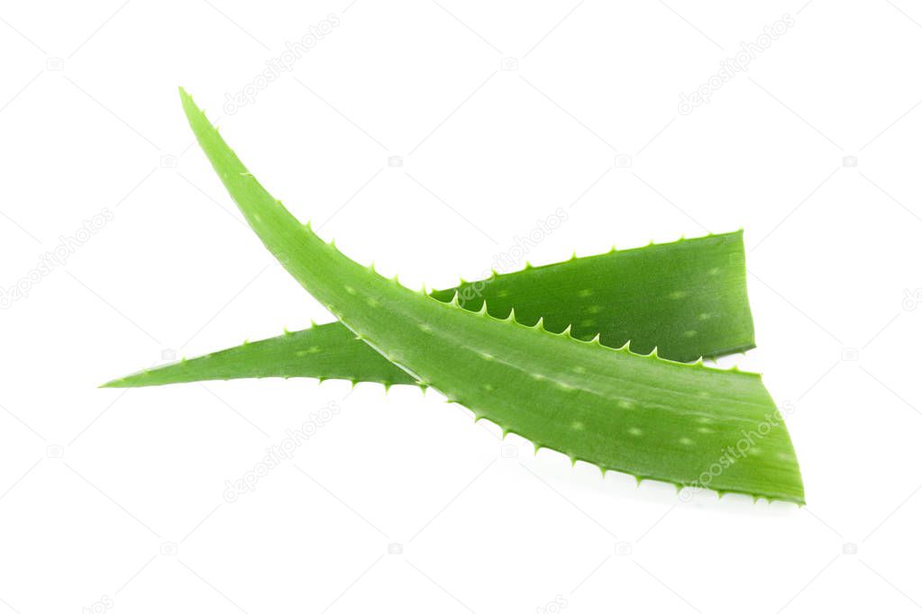 Aloe vera fresh leaves isolated on white background. Treatment p