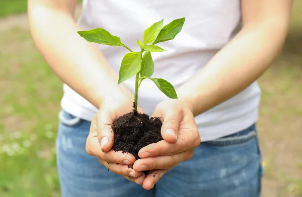 Las manos femeninas sostienen plantas que crecen plántulas contra vegetación backgr — Foto de Stock