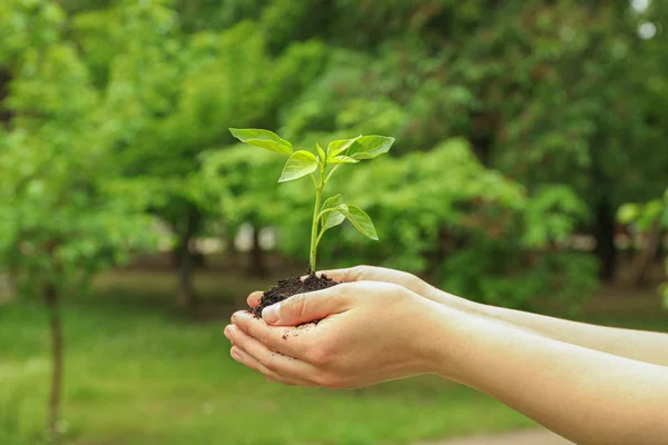 Las manos femeninas sostienen plantas que crecen plántulas contra vegetación backgr — Foto de Stock