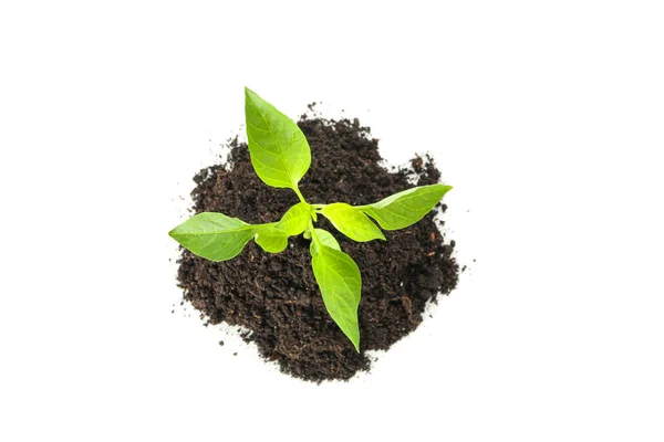 Saplings seedlings in black soil isolated on white background, t — Stock Photo, Image