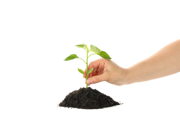 Woman hold seedling in black soil, isolated on white background. — 스톡 사진