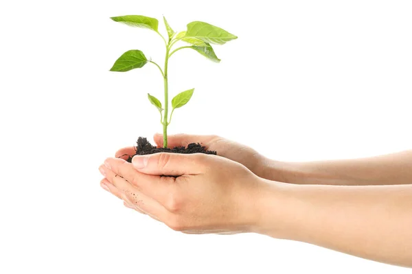 Woman hands holding seedling in black soil, isolated on white ba — 스톡 사진