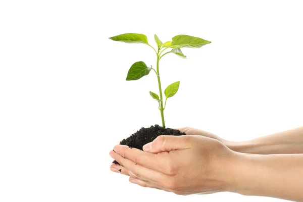 Woman hands holding seedling in black soil, isolated on white ba — 스톡 사진