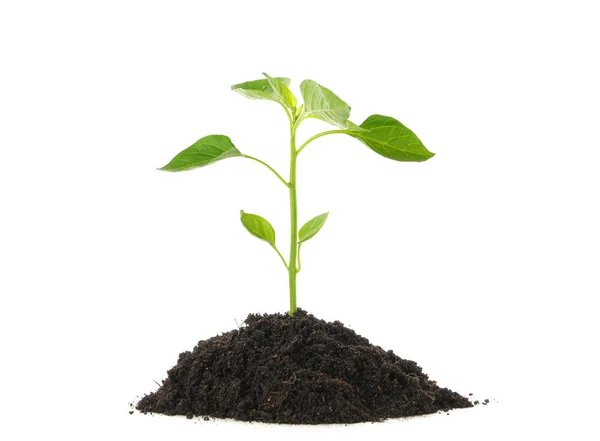 Saplings seedlings in black soil isolated on white background. E Stock Picture