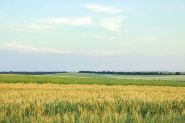 Mavi gökyüzüne karşı alanlar, metin için alan. Tarım